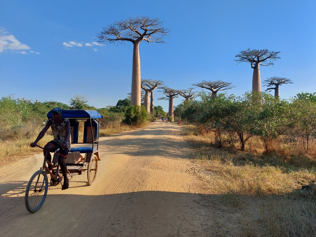 Avenue des Baobabs in Madagascar