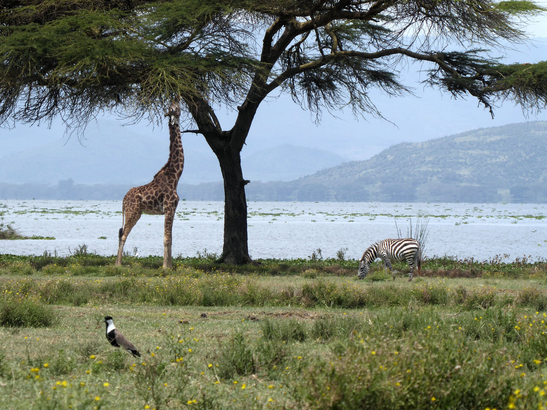 Giraffe and Zebra at the Crescent Island Game Sanctuary Naivasha Kenya