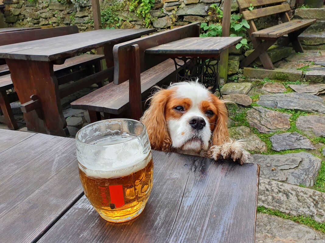 Henry, a King Charles Cavalier Spaniel, waiting for his beer in Czech republic