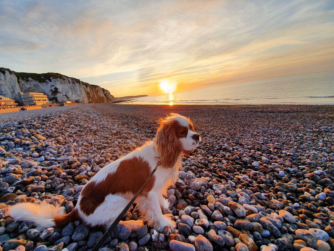 Henry, a King Charles Cavalier Spaniel on the beach in Dieppe, France