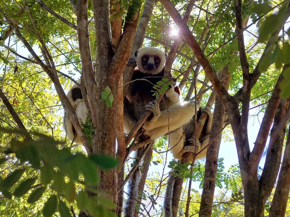 Lemurs' Park Madagascar