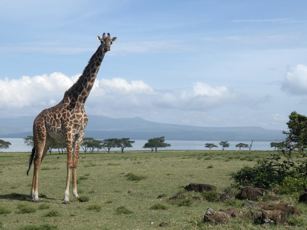 Giraffe at the Crescent Island Game Sanctuary Naivasha Kenya