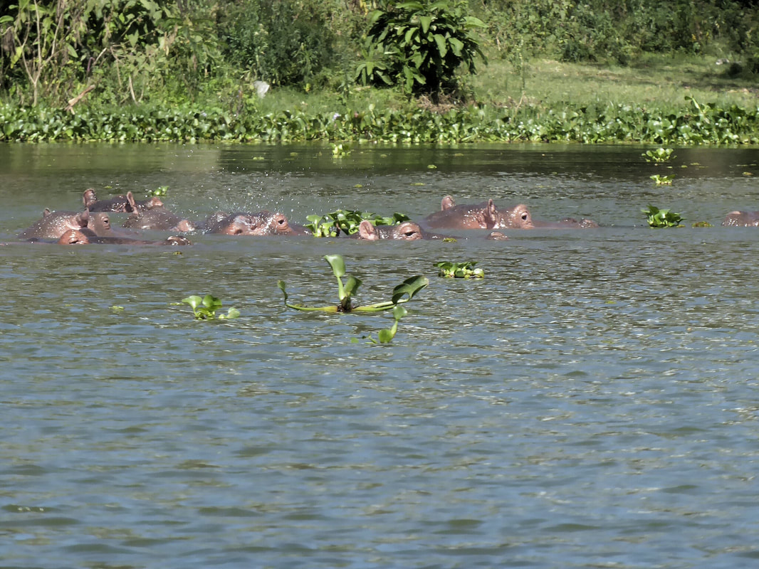 Naivasha Kenya hippos