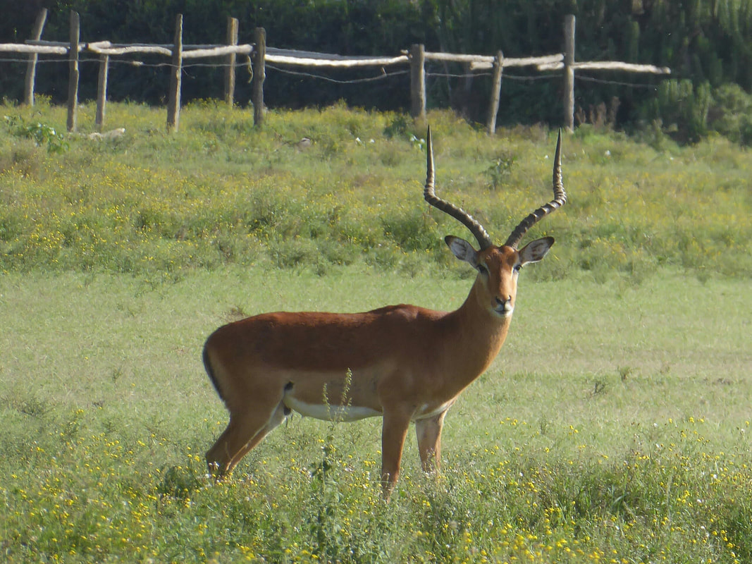 Impala at the Crescent Island Game Sanctuary Naivasha Kenya