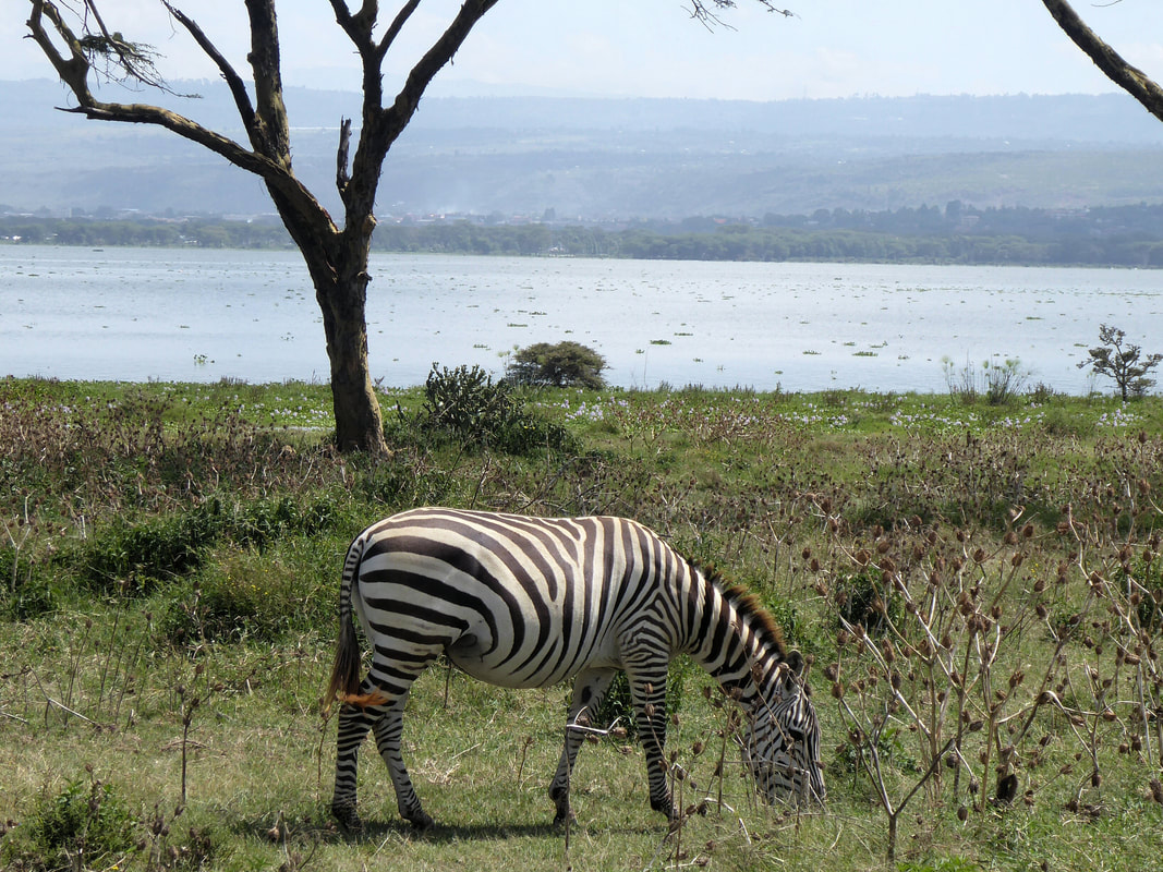 Zebra at Crescent Island Game Sanctuary Naivasha Kenya