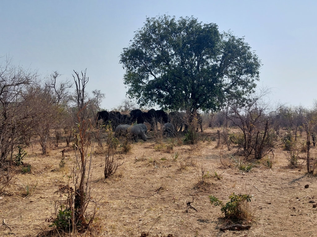 Backpacking in Zambia: Walking with White Rhinos at the Mosi-Oa-Tunya National Park