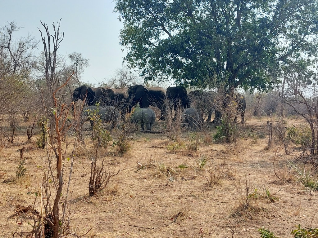 Backpacking in Zambia: Walking with White Rhinos at the Mosi-Oa-Tunya National Park