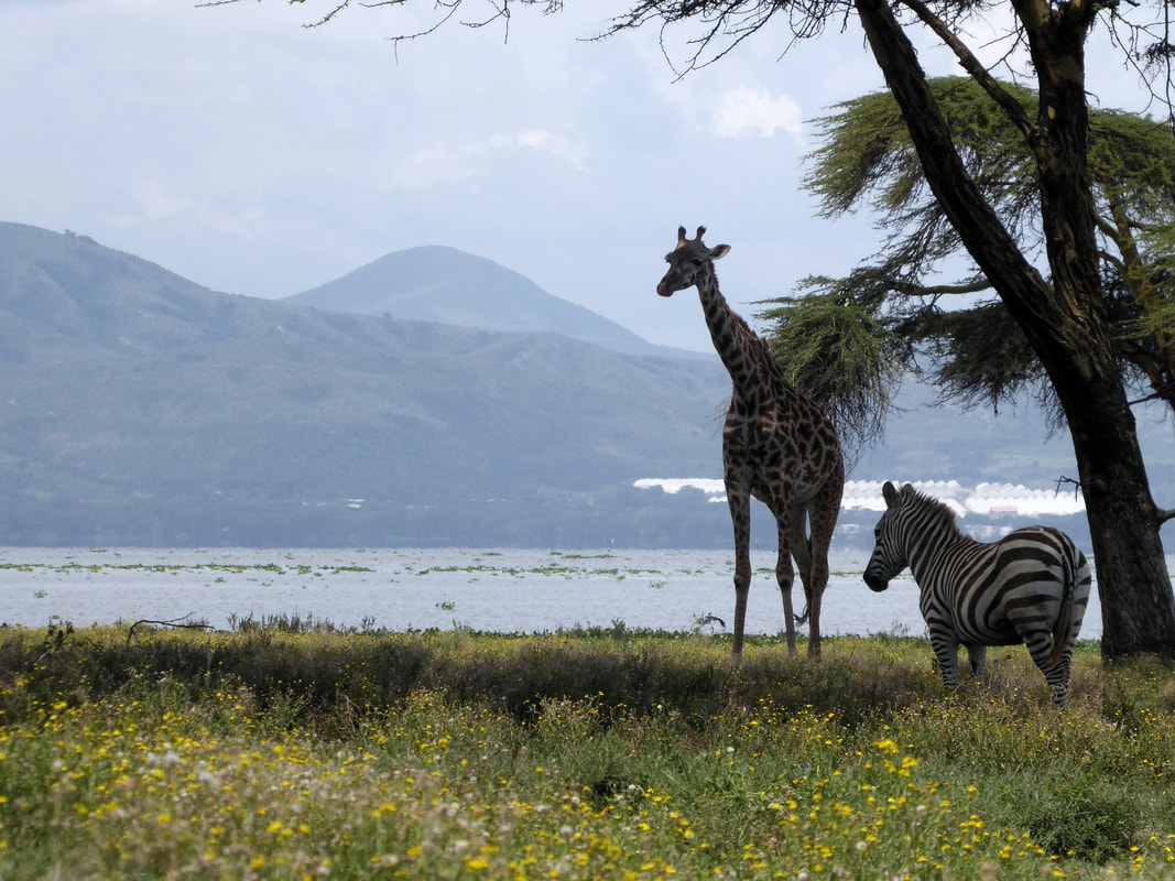 wildlife at the Crescent Island Game Sanctuary Naivasha Kenya