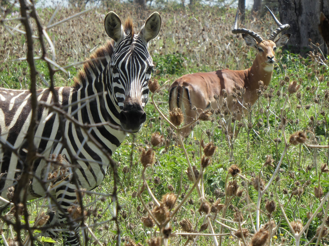Zebra and Impala at the Crescent Island Game Sanctuary, Lake Naivasha | Kenya