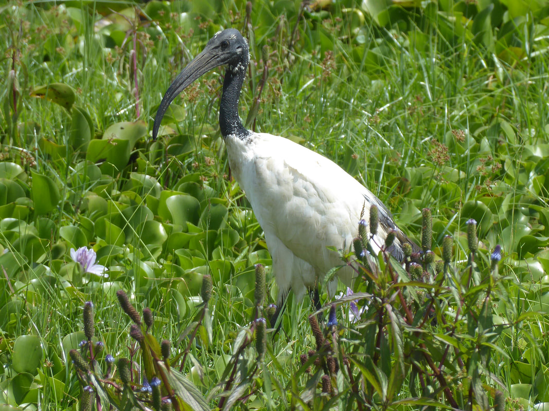 Sacred Ibis - Crescent Island Game Sanctuary, Lake Naivasha