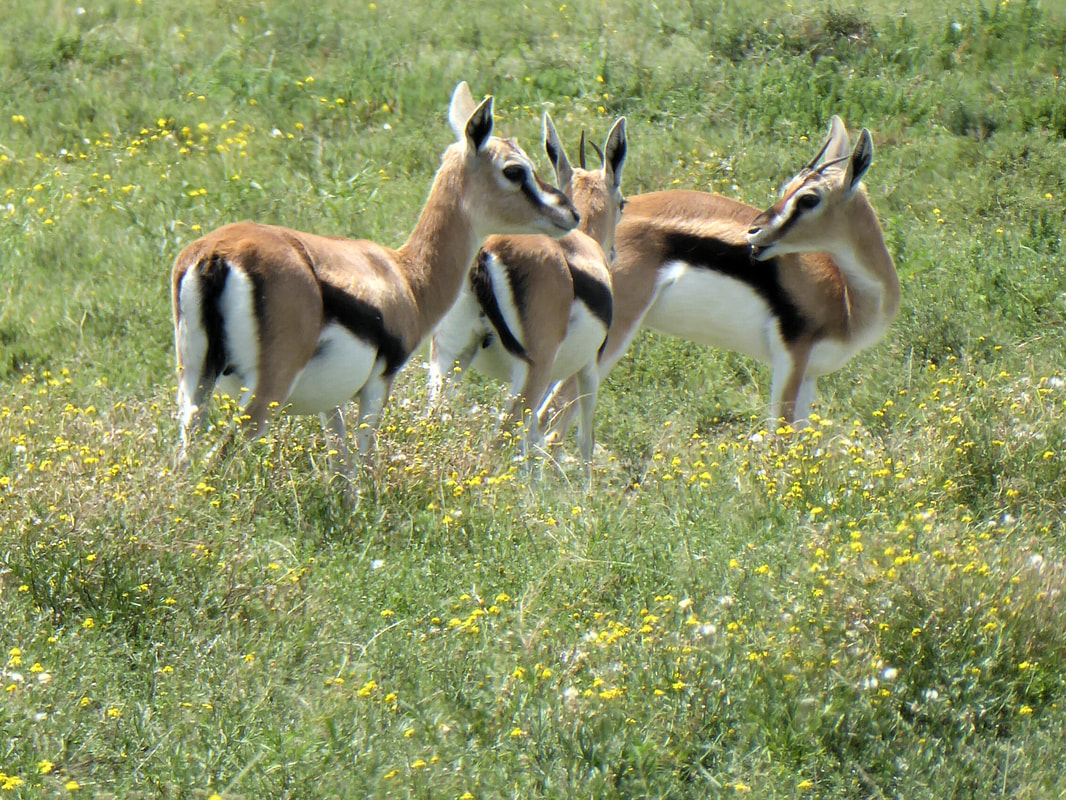 ​Thomson's Gazelles - Crescent Island Game Sanctuary in Naivasha | Kenya