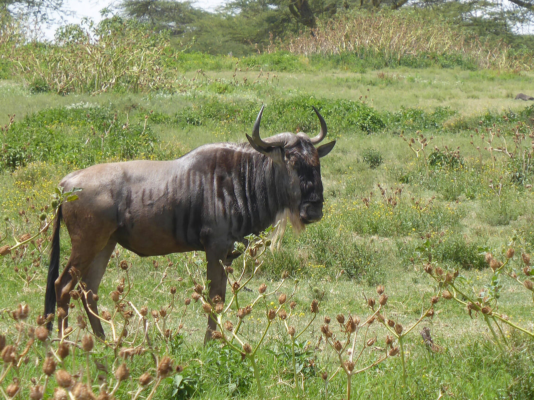 Wildebeest Crescent Island Game Sanctuary Naivasha Kenya
