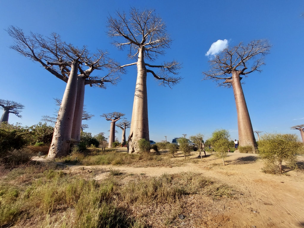 Avenue des Baobabs Madagascar