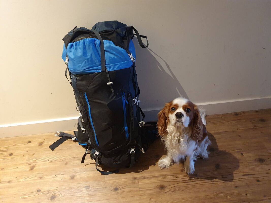 Henry, the travelling dog