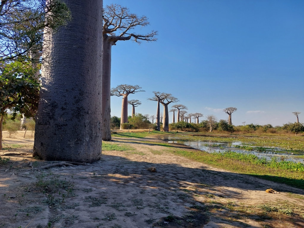 Baobabs trees in Madagascar