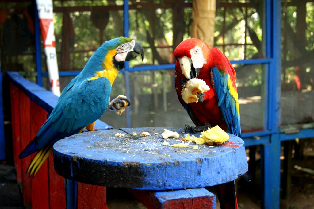 Native parrots, Puerto Narino, Amazon, Colombia