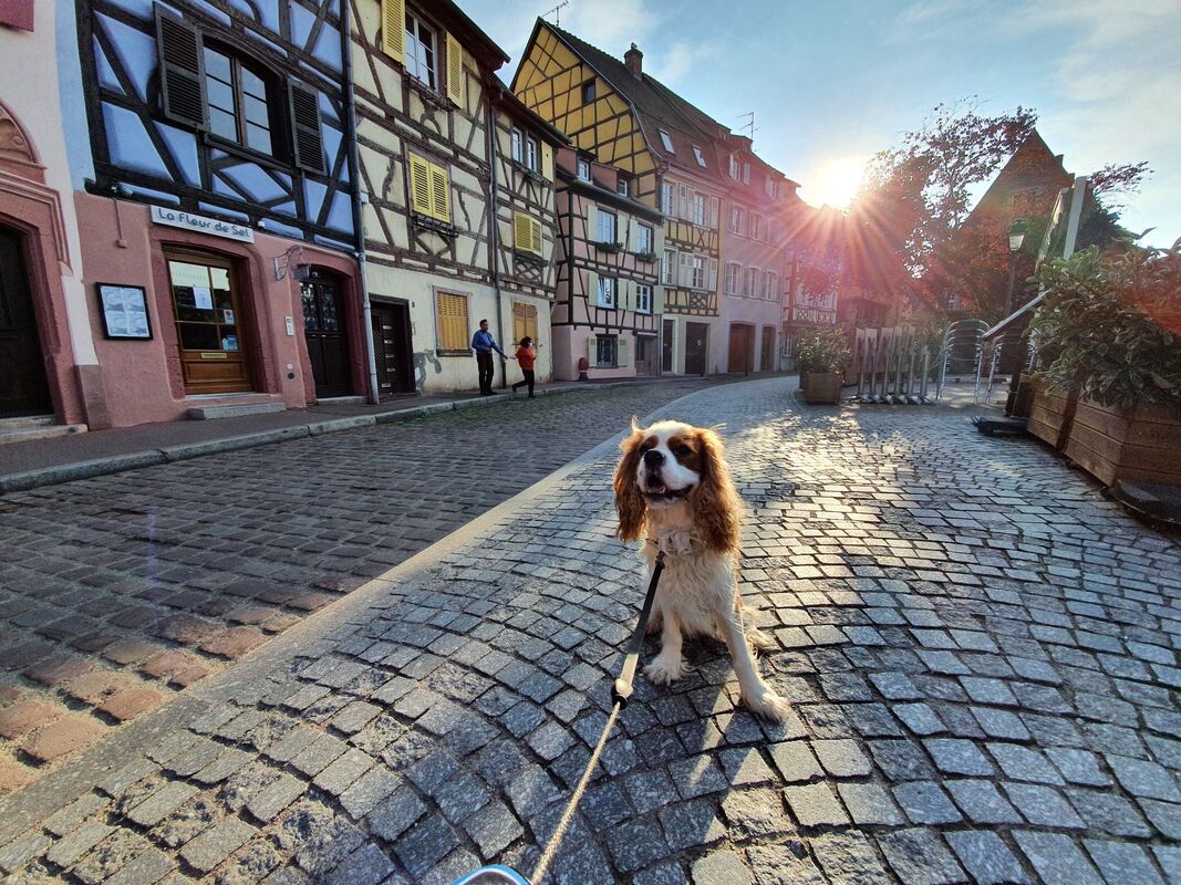 Top 3 Dog-Friendly Countries: Henry of RJ On Tour