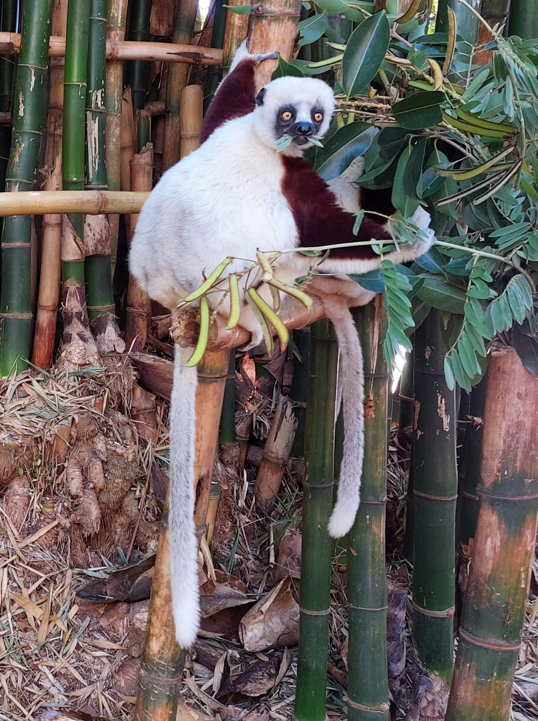 Lemurs' Park near Antananarivo