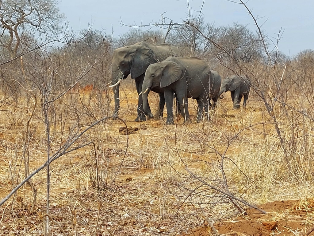 elephants at the Chobe National Park Game Drive