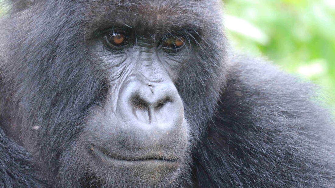 Top 3 Favourite Countries: David of Plane Ticket Away Rwanda gorilla trekking