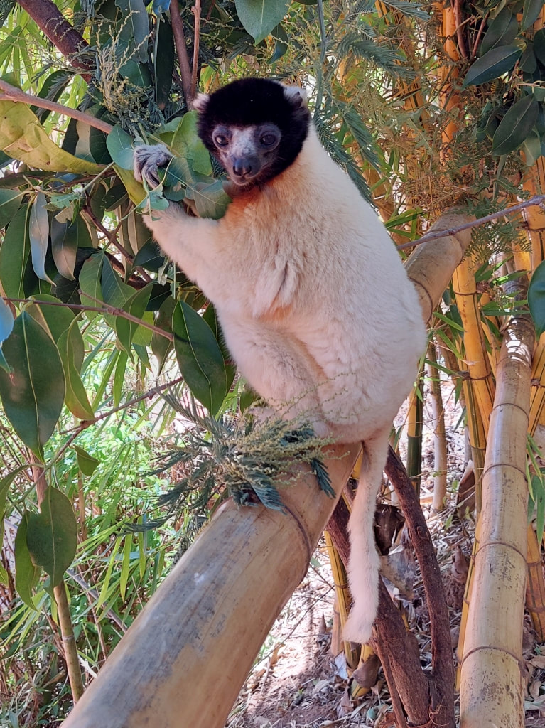 Lemurs' Park Madagascar 