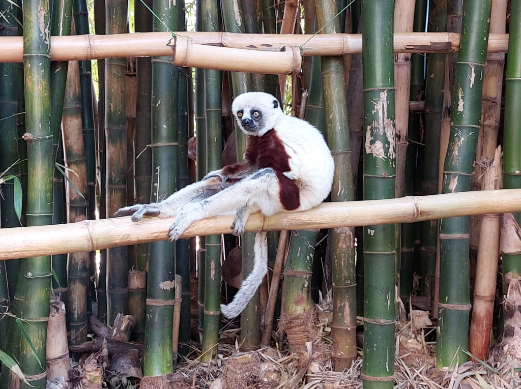 Lemurs' Park near Antananarivo