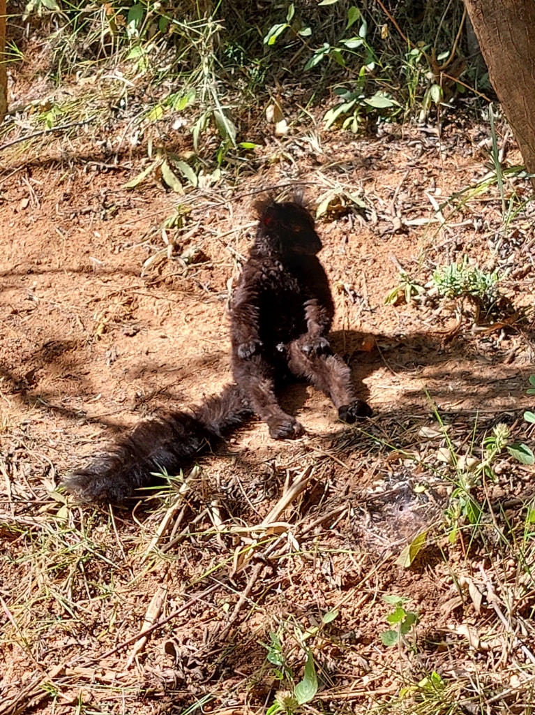 Black Lemur at the Lemurs park