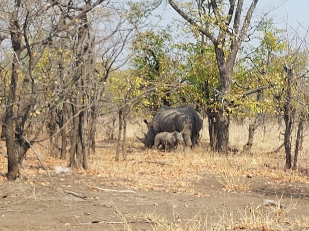 I walked with White Rhinos at the Mosi-Oa-Tunya National Park