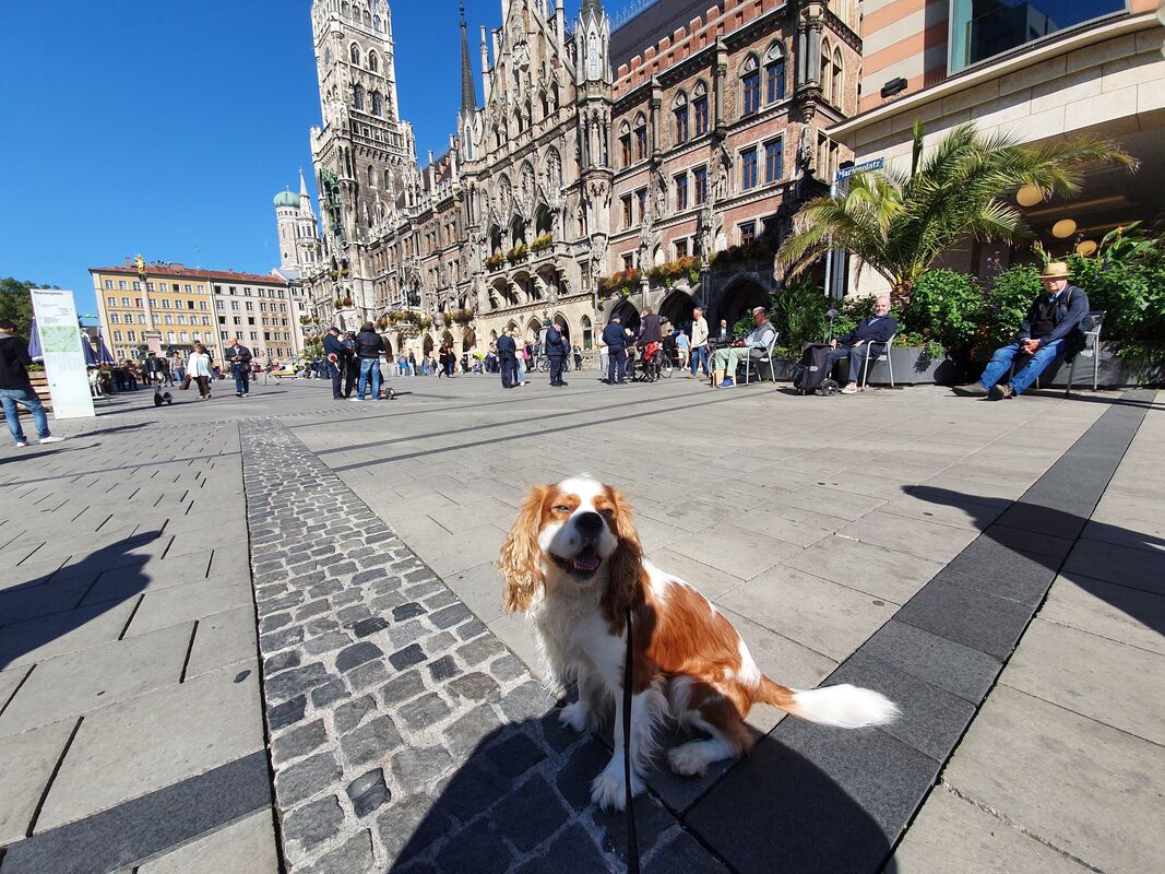 Top 3 Dog Friendly Countries: Henry of RJ On Tour