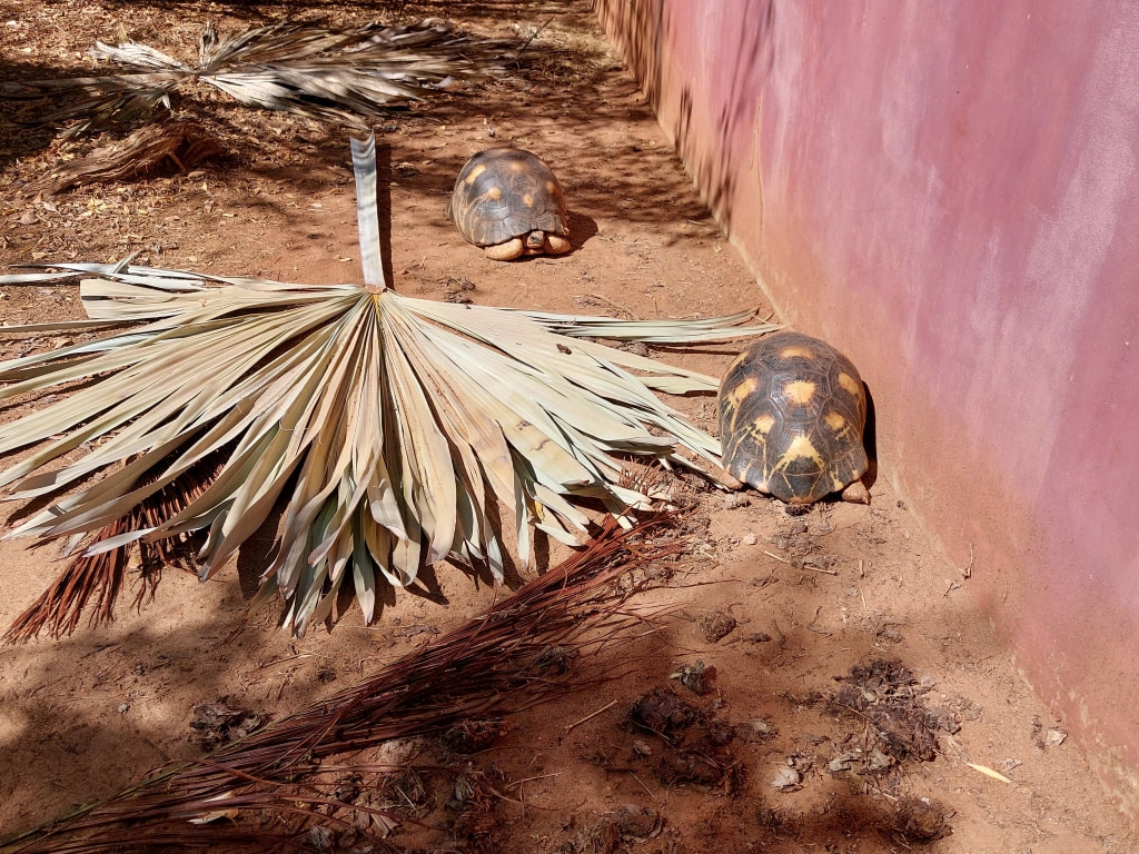 Tortoises in Madagascar
