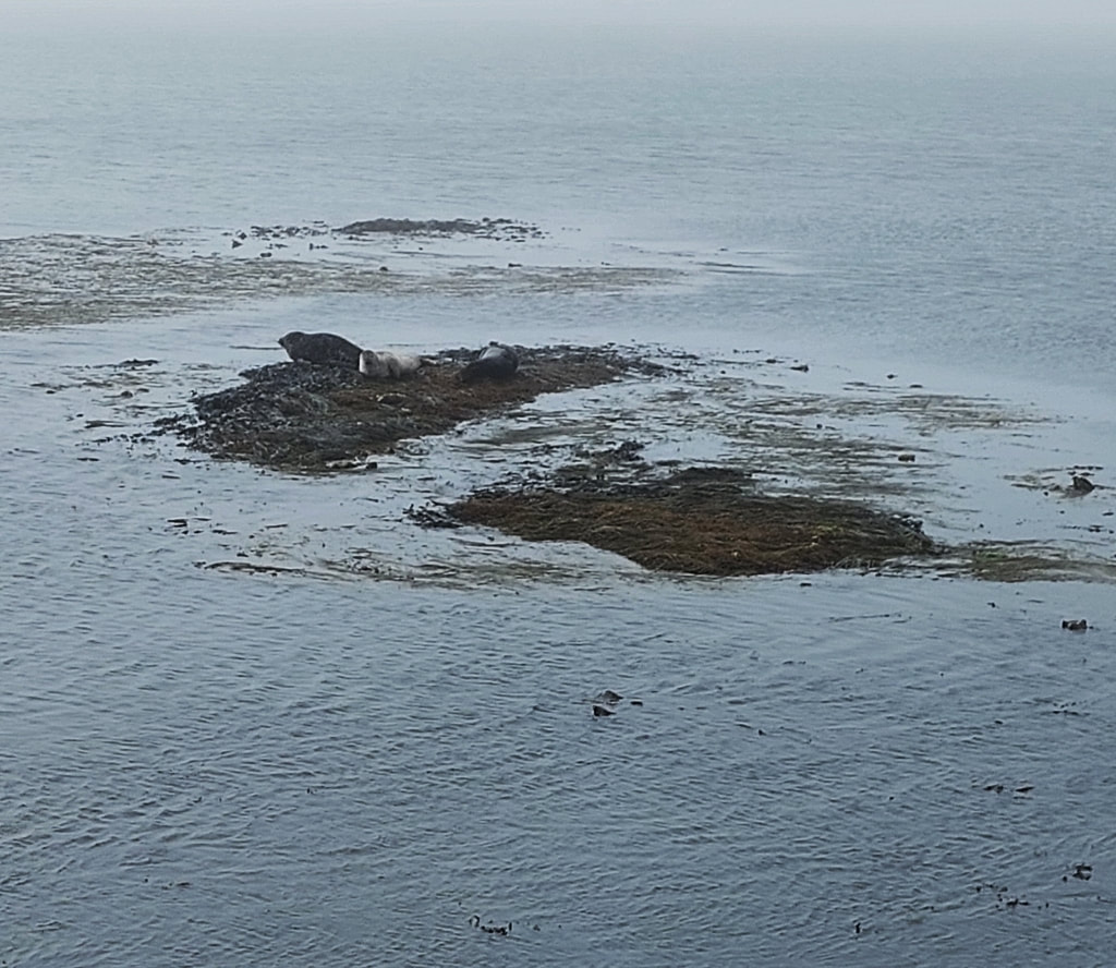 Seals on Rathlin Island