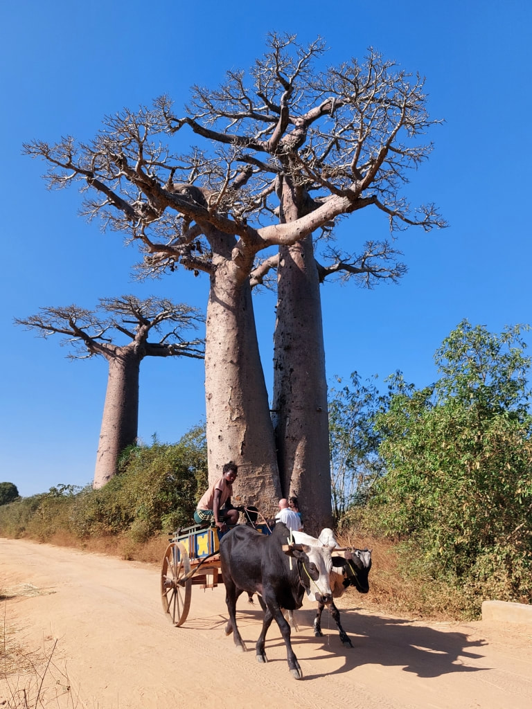 Baobabs trees in Madagascar