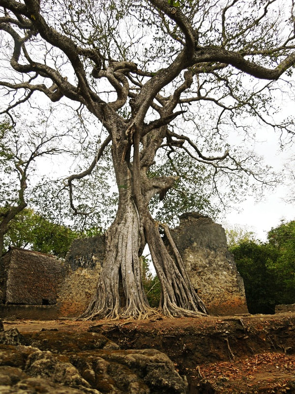 Strangler tree Gede Kenya