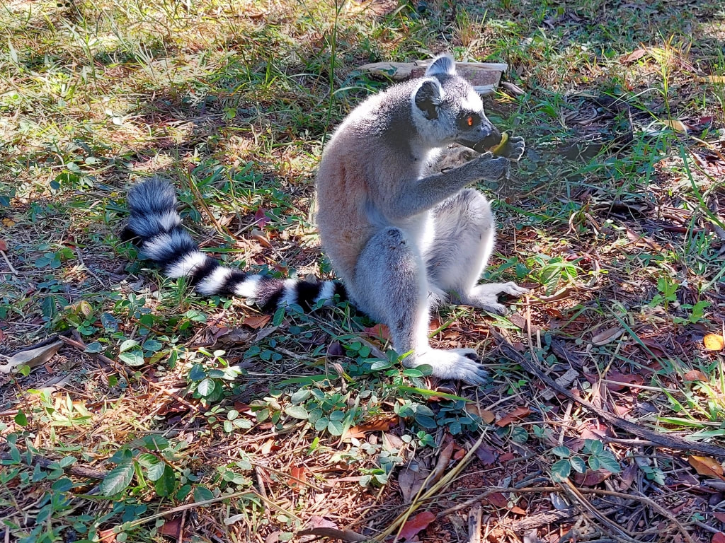  Lemurs Park Madagascar