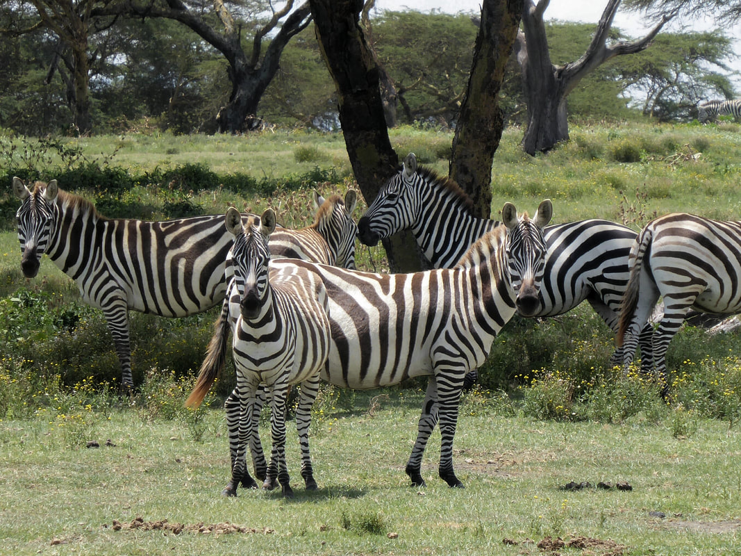 Crescent Island Game Sanctuary Naivasha Kenya