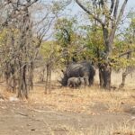 Walking with White Rhinos in the Mosi-Oa-Tunya National Park, Zambia Mother and baby white rhinos at the Mosi-Oa-Tunya National Park - Zambia