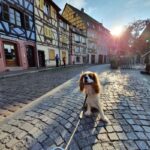 Dog-Friendly Countries in Europe Henry backpacking in Colmar, France