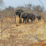 Chobe National Park Game Drive - Botswana Elephants at the Chobe National Park in Botswana