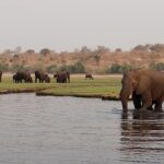 Chobe National Park Sunset Safari / Boat Cruise - Botswana Elephants on the Chobe River