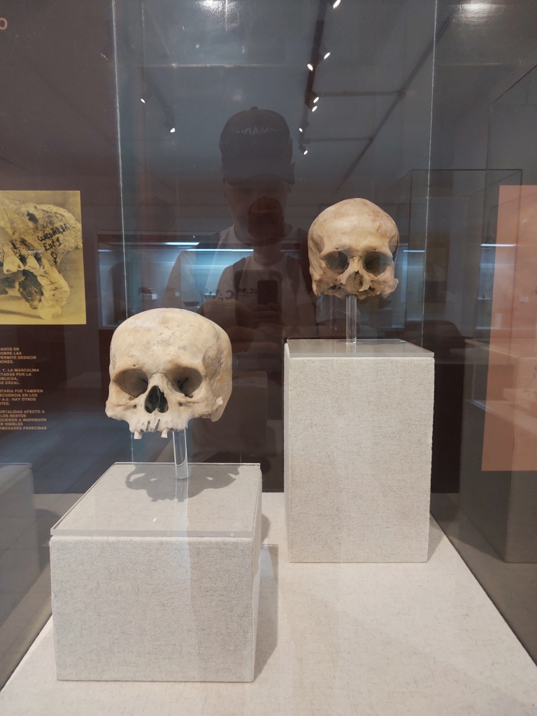 Human skulls on display at the Cuicuilco Museum