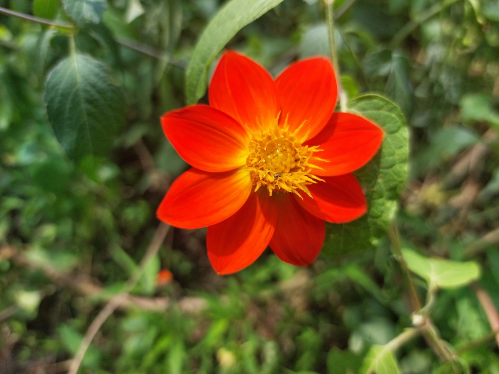 Red and orange flowers in Mexico City